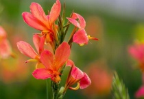 美人蕉为什么不能种在家里