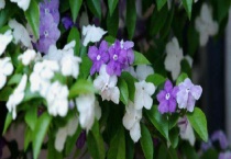 茉莉与双色茉莉的区别？