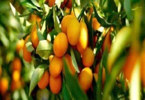 金桔产地在哪里 附金桔形态特征