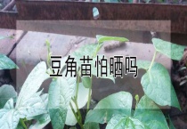 豆角苗怕晒吗？