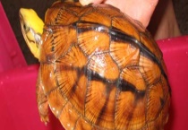 金钱龟的寿命有多长 能长多大