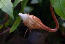 怎样防止昙花花苞掉落