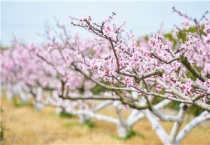 桃树不结果是什么原因？