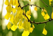 银杏的果子能吃吗？