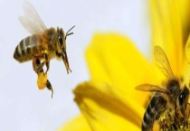 被蜜蜂蛰了为什么找不到刺 附被蜇后的注意事项