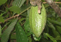 毒箭木带刺吗？