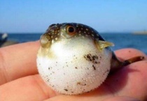 气鼓鱼和河豚的区别？