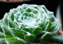 蛛丝卷绢侧芽怎么多久？