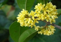 桂花的花语和寓意