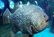 石斑鱼爱吃的饵料有哪些 附石斑鱼养殖技术要点