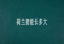 荷兰猪能长多大