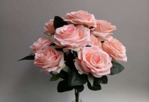 洋牡丹为什么爱折头