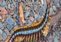 蜈蚣怕什么东西和气味 如何防治