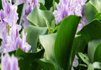 水葫芦的作用有哪些？