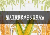 猪人工授精技术的步骤及多久？