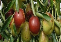 冬枣结果需要几年 附种植技术