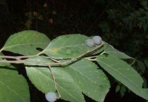 糙叶树盆景怎么弄