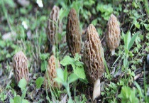 羊肚菌多少钱一斤 附羊肚菌的市场前景和鉴别多久？