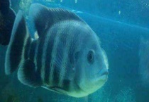 地图鱼能长多大 吃什么长得快