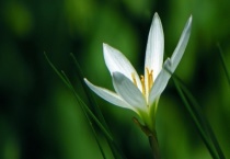 白兰花怎么养？附盆栽白兰花养殖注意事项