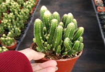 万重山变软补救多久？