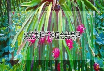 火龙果种子种植会结果吗？
