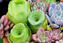 只开花不结果的植物