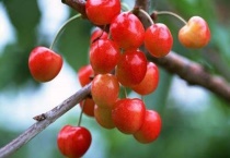 樱桃种子不去壳能发芽吗？