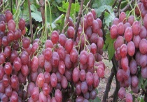 红提产地在哪里 有什么营养价值