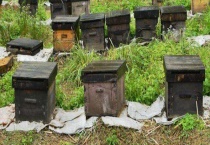 中蜂标准蜂箱尺寸是多少 巢框的尺寸是多少？