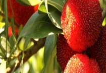 东魁杨梅的产地 附其上市时间