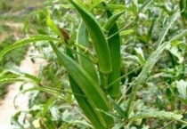 秋葵的栽培时间和技术