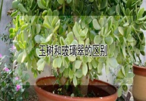玉树和玻璃翠的区别？
