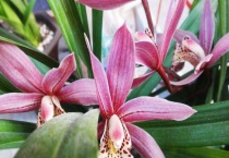 墨兰开完花怎么多久？