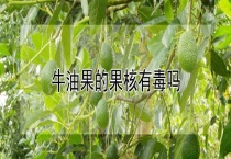 牛油果的果核有毒吗？