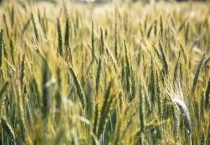 冬小麦和春小麦的区别？是什么？