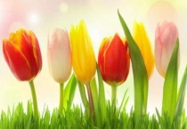 零下20度冻不死的盆栽有哪些？