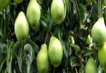 梨树的病虫害防治措施 注意保护天敌