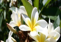 素罄花与素馨花有什么不同 附素罄花形态特征