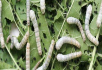 蚕分雌雄吗 蚕的养殖技术