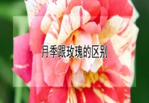 月季跟玫瑰的区别？