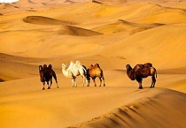 骆驼长什么样子