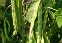 豆角秧发黄怎么办？