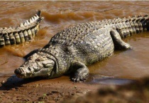 中国哪里有鳄鱼出没