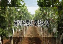 葡萄树要经常浇水吗？