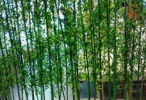 米竹的栽培多久？