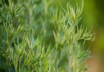 真艾草和假艾草的区别？