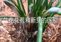 兰花花苞和新芽的区别？