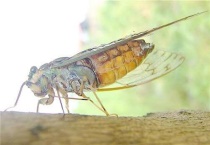 蝉和知了有什么区别？？