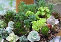 多肉气根能变成根吗？